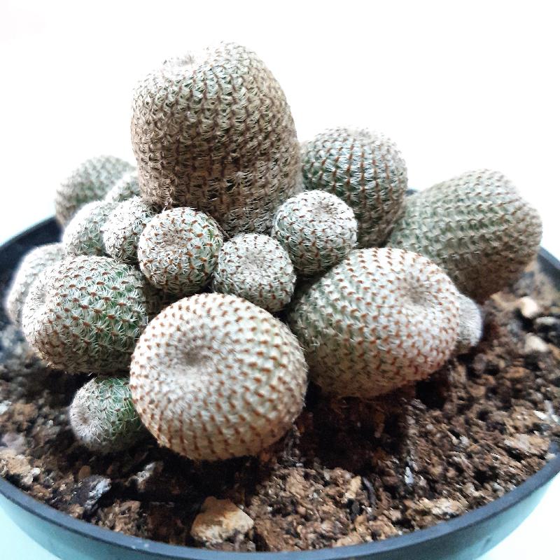 Rebutia heliosa .jpg